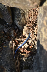 Plestiodon skiltonianus