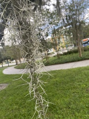 Tillandsia usneoides