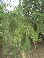 Larix