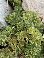 Potentilla brevifolia