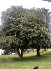 Aesculus hippocastanum