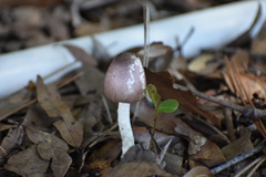 Basidiomycota