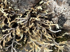 Selaginella wallacei