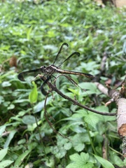 Libellula