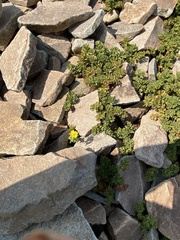 Potentilla brevifolia