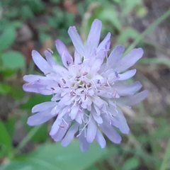 Knautia