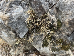 Selaginella wallacei