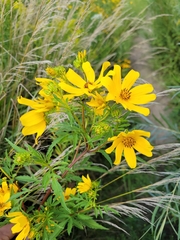 Bidens polylepis