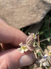 Silene douglasii douglasii