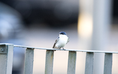 Tachycineta albiventer