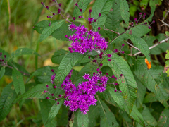 Vernonia gigantea