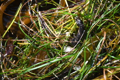 Phyllospadix torreyi