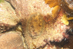 Zeugopterus punctatus