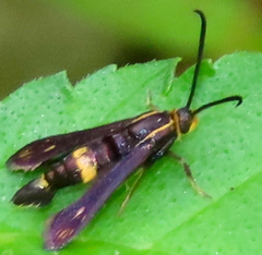 Carmenta pyralidiformis