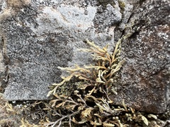 Selaginella wallacei