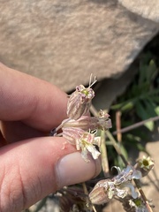 Silene douglasii douglasii