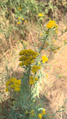 Euthamia occidentalis