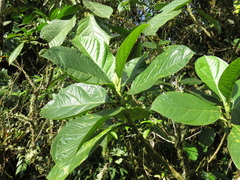 Macrocarpaea macrophylla