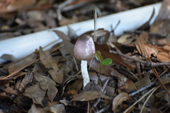 Basidiomycota