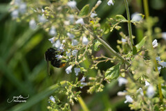 Bombus lapidarius