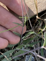 Silene douglasii douglasii