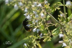 Bombus lapidarius