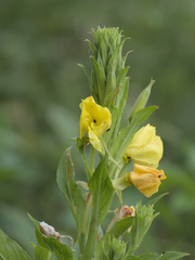 Oenothera