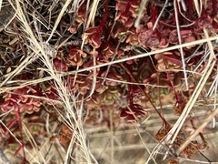 Sedum oreganum