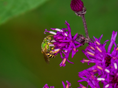 Agapostemon