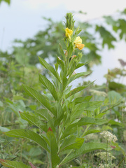 Oenothera