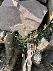 Silene douglasii douglasii