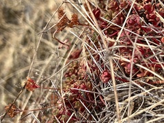 Sedum oreganum