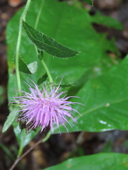 Cirsium altissimum