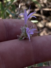 Monardella odoratissima