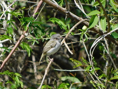 Hemitriccus margaritaceiventer