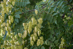 Koelreuteria paniculata