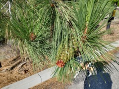 Pinus jeffreyi