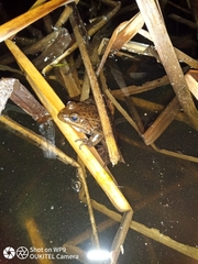 Rana draytonii