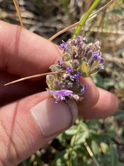 Monardella odoratissima