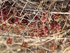 Sedum oreganum