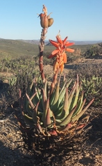 Aloe krapohliana