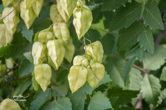 Koelreuteria paniculata