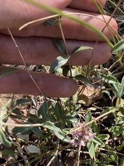 Monardella odoratissima