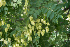 Koelreuteria paniculata