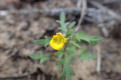 Hemimeris sabulosa