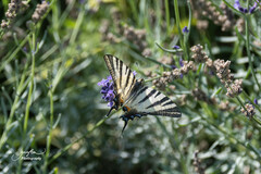 Iphiclides podalirius