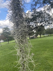 Tillandsia usneoides