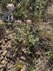 Monardella odoratissima