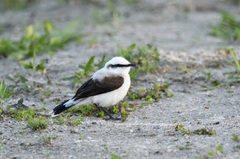 Fluvicola nengeta