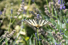 Iphiclides podalirius
